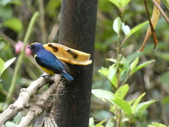 Euphonia imitans