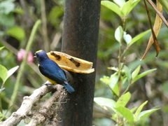 Euphonia imitans