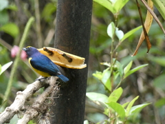 Euphonia imitans