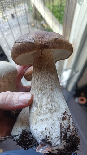 King Bolete
