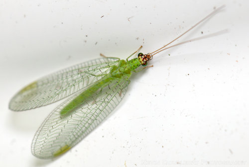 Chrysopa oculata