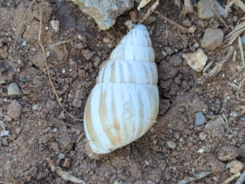 Zebra Snail