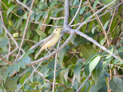 Melodious Warbler
