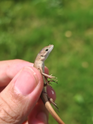 China Grass Lizard