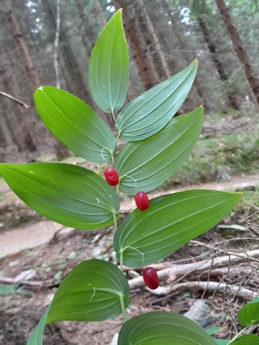 white twisted-stalk