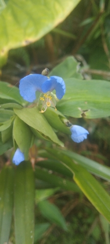Commelina obliqua observed 2026-09-07