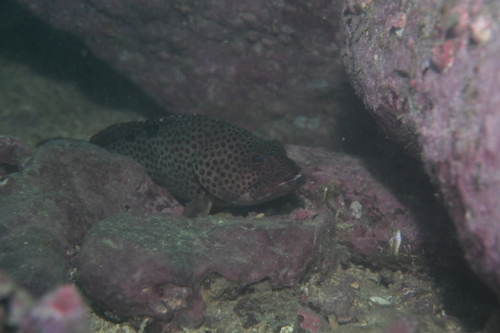 Epinephelus trimaculatus observed 2026-07-08
