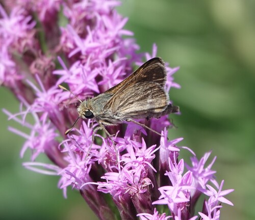 Seminole skipper