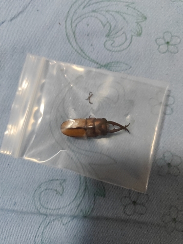 Prosopocoilus suturalis