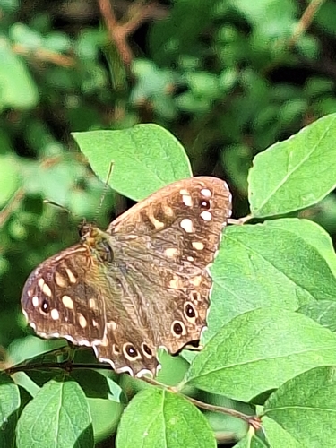 Speckled Wood