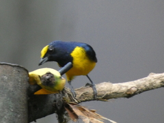 Euphonia imitans