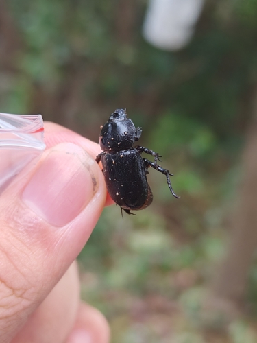 Eophileurus chinensis chinensis
