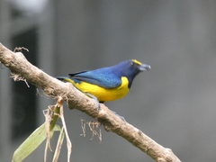 Euphonia imitans
