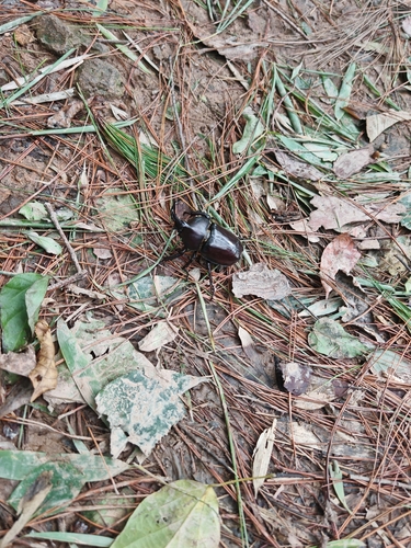 Japanese Rhinoceros Beetle