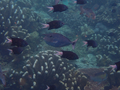 Chromis xanthura observed 2026-09-06