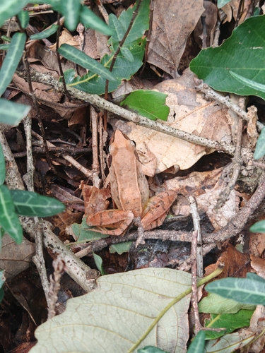 Zhenhai Brown Frog
