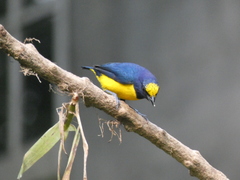 Euphonia imitans