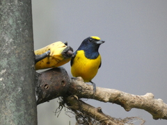 Euphonia imitans