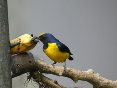 Euphonia imitans