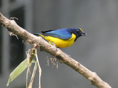 Euphonia imitans