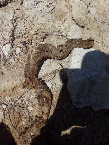 Ladder Snake