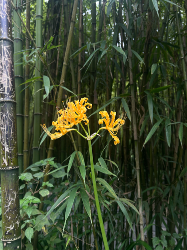 Golden Spider-lily