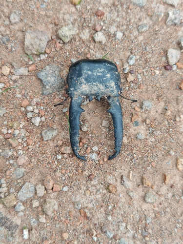 Serrognathus titanus platymelus