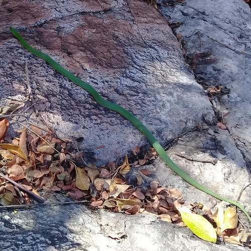 Crown Ground Snake