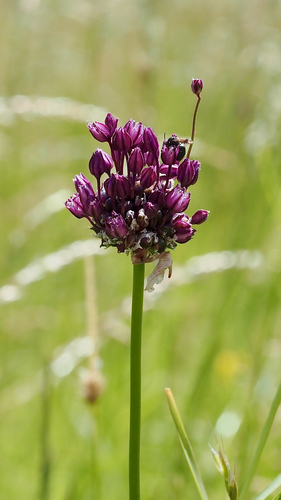 Allium scorodoprasum, photograph 2