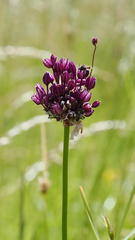 (c) Beatrix Kammerer, some rights reserved (CC BY) Allium scorodoprasum, photograph (c) Beatrix Kammerer, some rights reserved (CC BY)