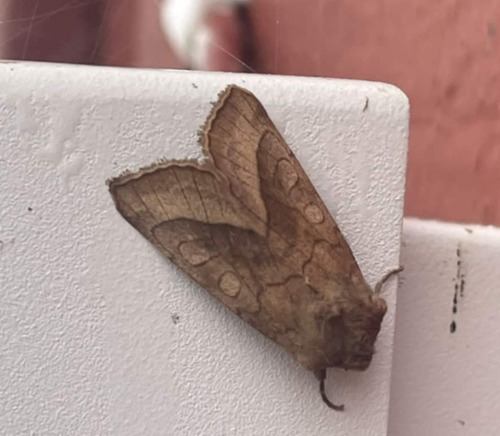 Rosy Rustic