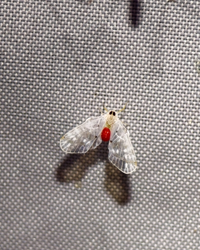Rhotana tridentata