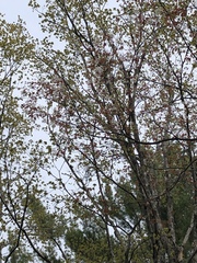 Amelanchier × lamarckii