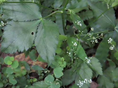 Cryptotaenia japonica observed 2026-09-07