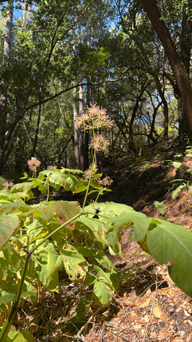 California Spikenard seen in Sonoma Valley