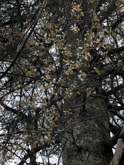 Amelanchier × lamarckii