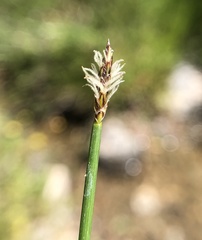 Eleocharis macrostachya