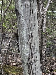 Amelanchier × lamarckii