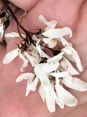 Amelanchier × lamarckii