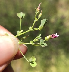Trifolium variegatum geminiflorum