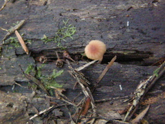 Mycena parsonsii