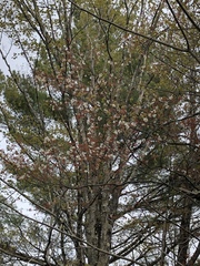 Amelanchier × lamarckii
