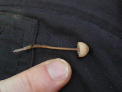 Mycena parsonsii