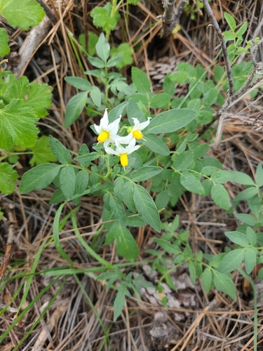 Solanum jamesii observed 2026-09-05