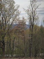 Amelanchier × lamarckii