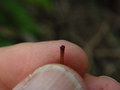 Mycena parsonsii
