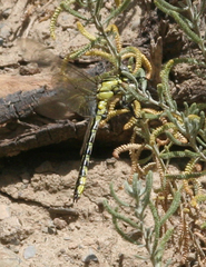 Gomphus schneiderii