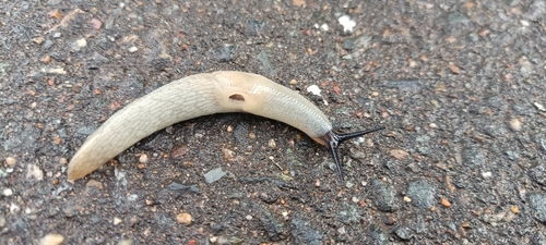 Black-headed Slug