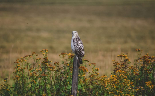 Red-tailed Hawk