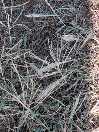 tumble windmillgrass